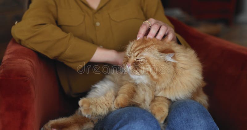 Young woman relaxing in armchair and stroking her cat stock video