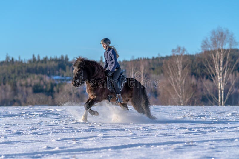 Young woman riding her Icelandic horse in deep snow and sunlight royalty free stock photos Young woman riding her Icelandic horse in deep snow and sunlight royalty free stock photos