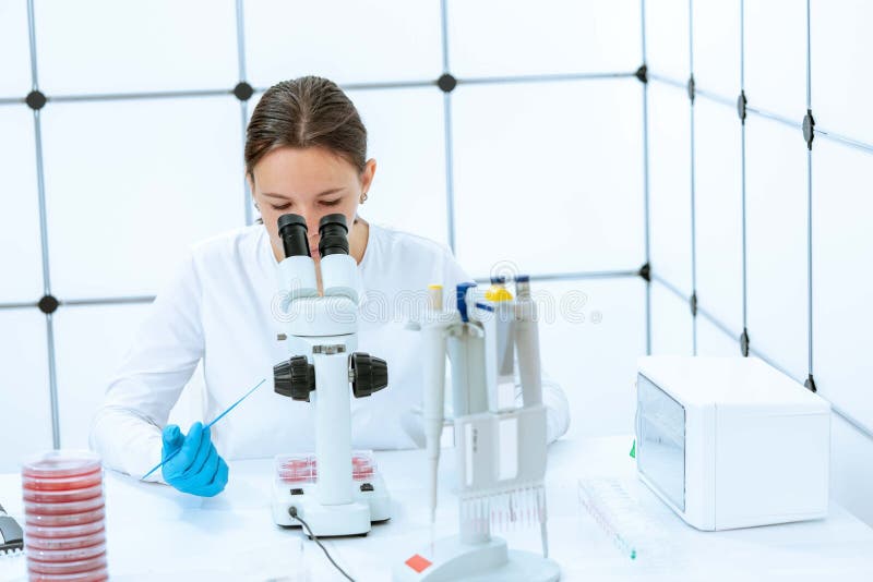 Young woman scientist examines microflora seeding in Petri dishes under a microscope royalty free stock images