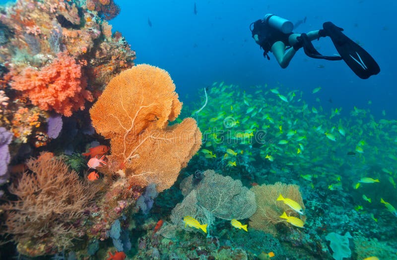 Young Woman Scuba Diver Exploring Coral Reef Stock Photo - Image of ...