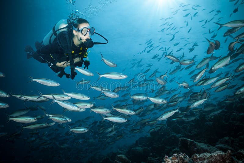 Young woman scuba diver exploring coral reef royalty free stock image Young woman scuba diver exploring coral reef royalty free stock image