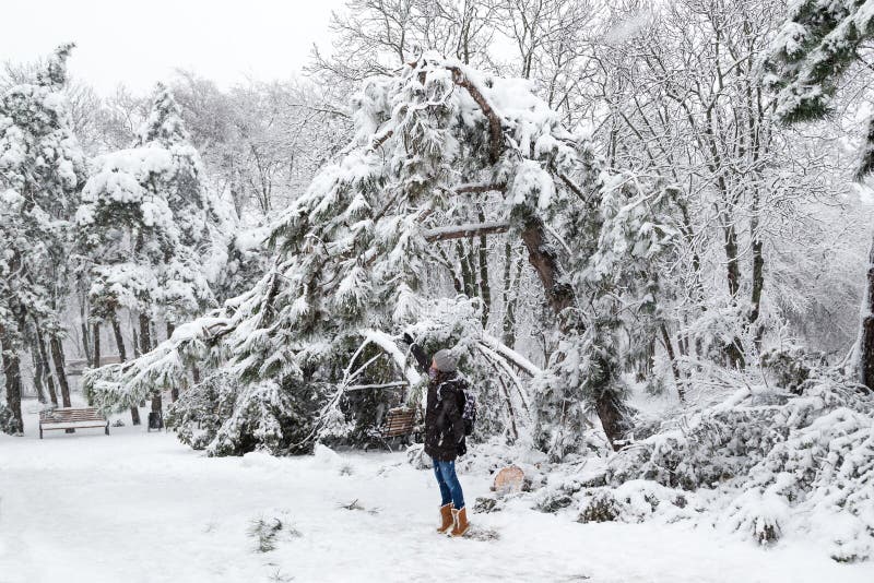 Young woman standing near falling fir and pine trees after sleet load and snow at snow-covered winter park in a city. Weather