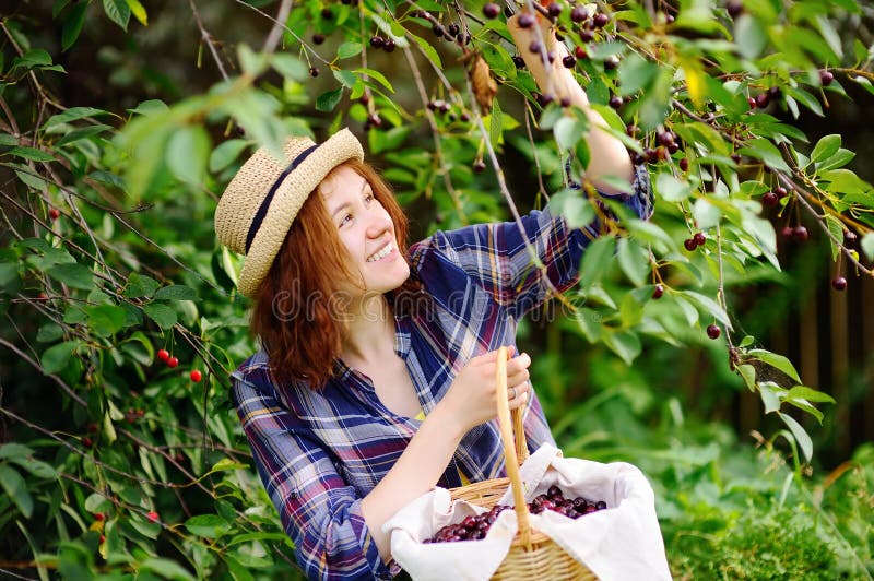 Young Woman Straw Hat Pick Berries Cherry Tree Stock Photos - Free ...