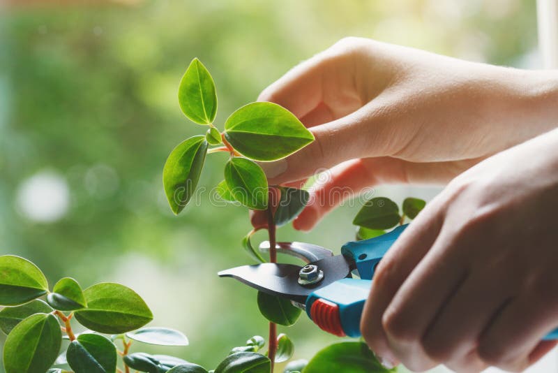Young woman taking care and growing plants, home garden concept stock image Young woman taking care and growing plants, home garden concept stock image