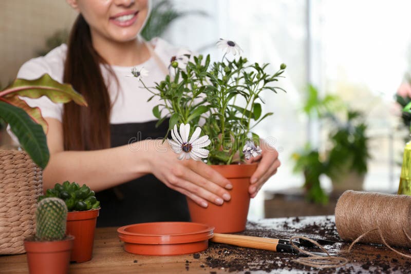 Young woman taking care of potted plants at home royalty free stock photos Young woman taking care of potted plants at home royalty free stock photos