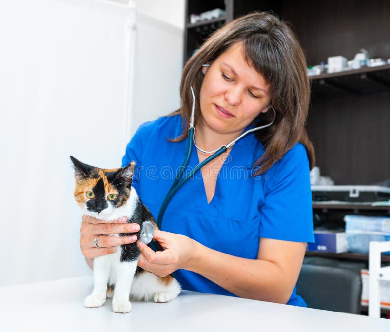 Young woman vet inspects cat