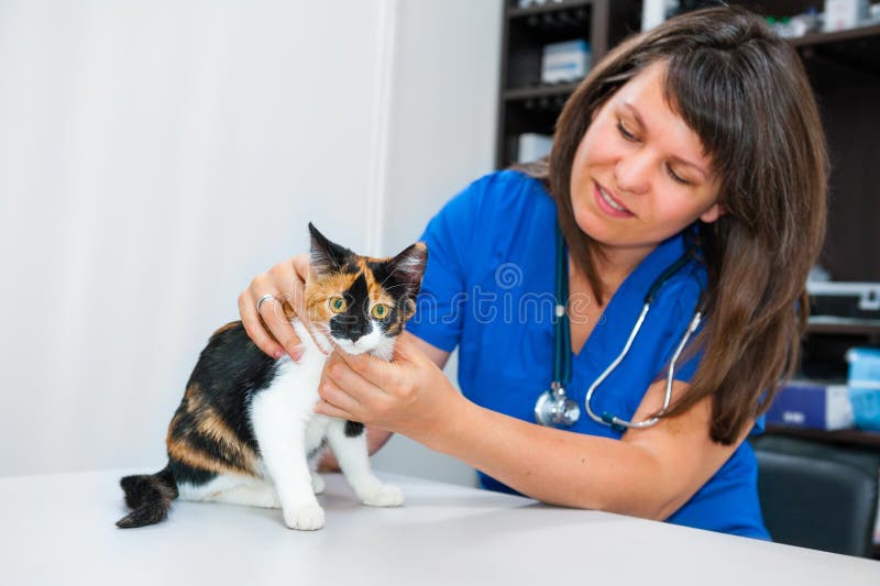 Young woman vet inspects cat