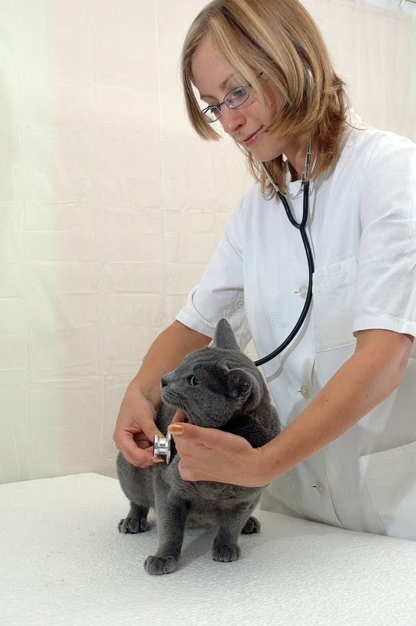 Young woman veterinary surgeon