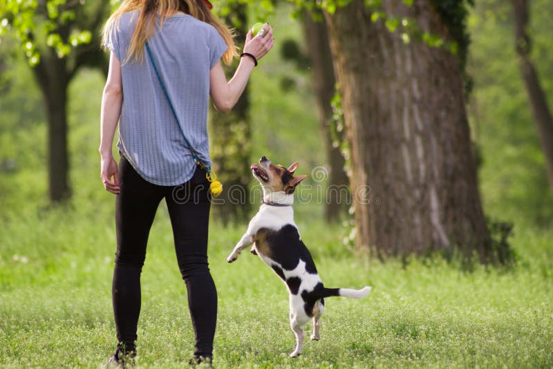 Young woman walking with a jumping dog playing training royalty free stock image Young woman walking with a jumping dog playing training royalty free stock image