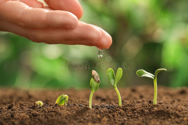 Young woman watering little seedlings against blurred background, closeup