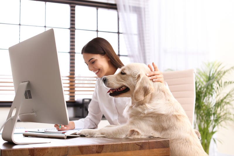 Young woman working at home office and stroking Golden Retriever dog