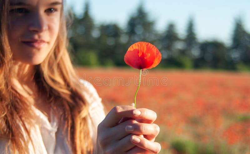 Young womans hands giving a poppy flower as a gift romantic stock photo Young womans hands giving a poppy flower as a gift romantic stock photo