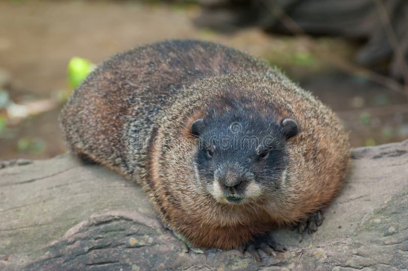 Young Woodchuck stock image. Image of soil, furry, look 97769755
