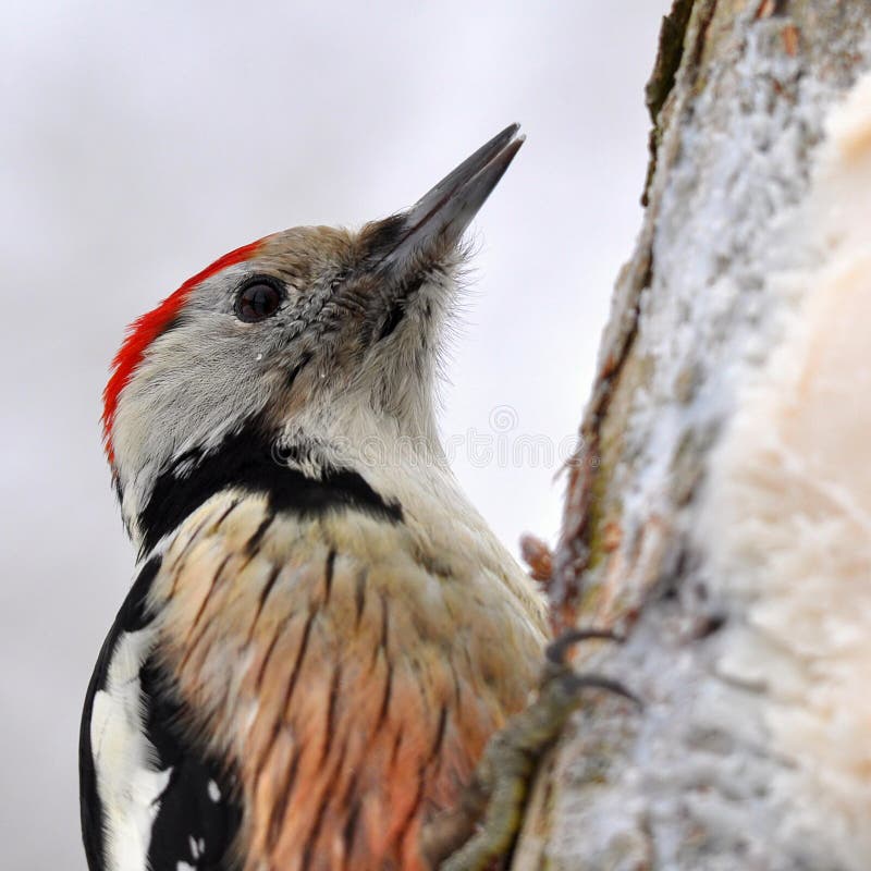 Young woodpecker stock photo. Image of songbird, feeding 37054334