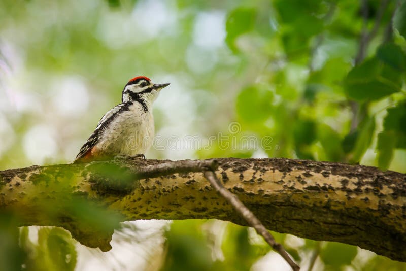 Young woodpecker stock image. Image of young, bird, sitting 67812047