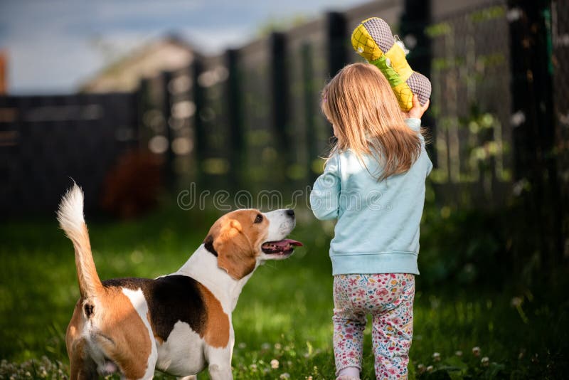 Young 2-3 years old caucasian baby girl playing with beagle dog in garden