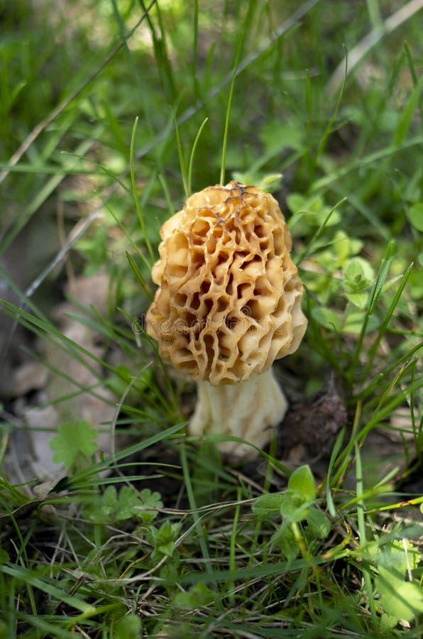 A Young Morel Mushroom Grows Against a Blurred Forest Background Stock