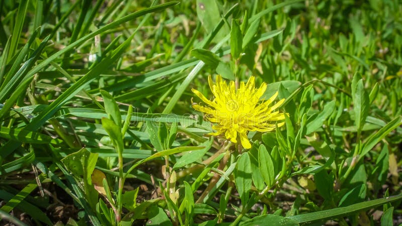 Young yellow dandelion up all alone stock photography Young yellow dandelion up all alone stock photography