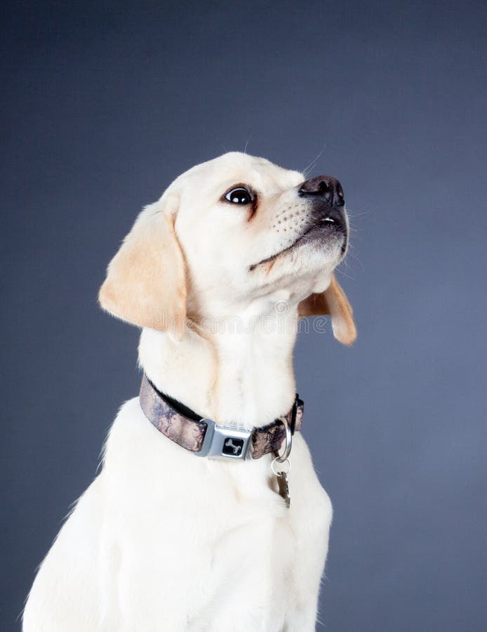 Young yellow labrador dog stock photo Young yellow labrador dog stock photo