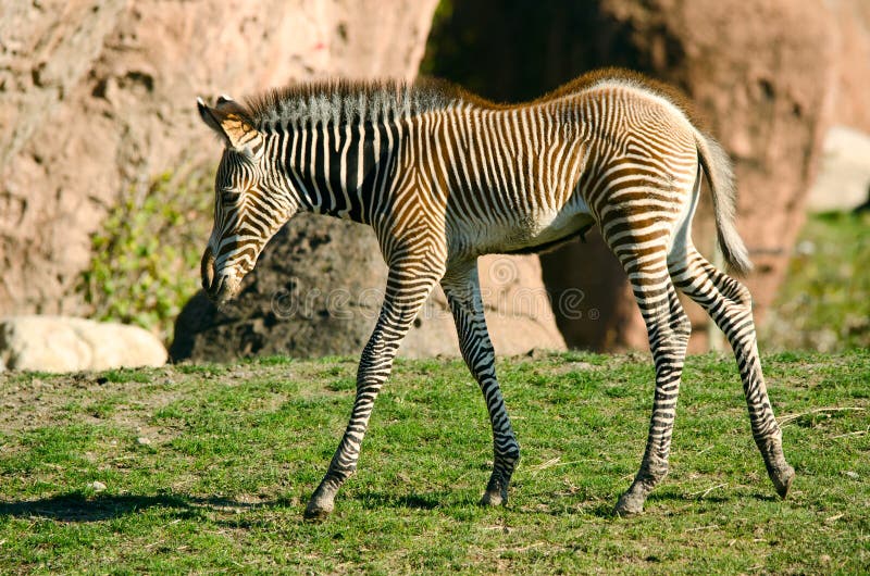 Young zebra stock image. Image of young, mammal, small - 27395235
