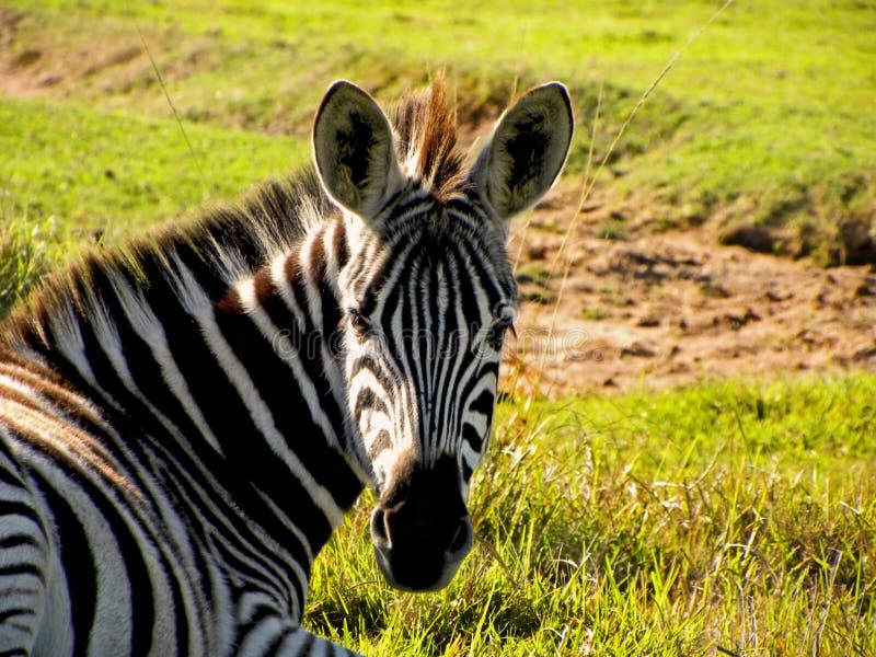 Young Zebra2 stock image. Image of stripe, zebra, south - 30964049