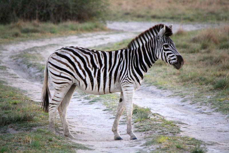 Young Zebra crossing dirt track road in Botswana