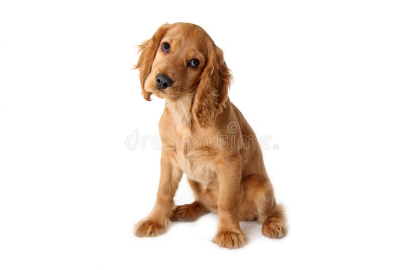 Ypung English cocker spaniel dog