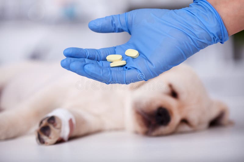 Yrkesmässig hand för veterinär- omsorg som rymmer piller för att vara fallen för a royaltyfri bild Yrkesmässig hand för veterinär- omsorg som rymmer piller för att vara fallen för a royaltyfri bild