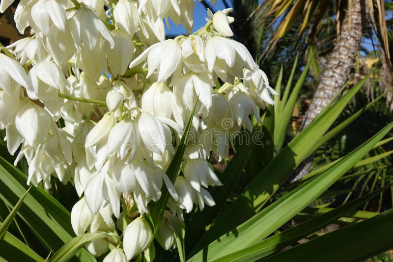Yucca Aloifolia in Full Bloom with Beautiful White Flowers Found in Corralejo Fuerteventura in the Canary Islands Las Palmas Spain Stock Image - Image of stunning, sunny: 149149601 Yucca Aloifolia in Full Bloom with Beautiful White Flowers Found in Corralejo Fuerteventura in the Canary Islands Las Palmas Spain Stock Image - Image of stunning, sunny: 149149601