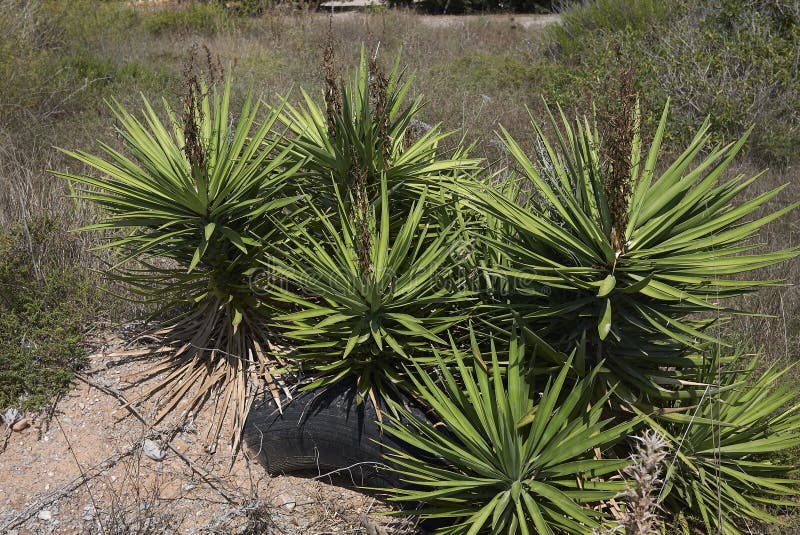 Yucca aloifoliaPflanzen stockfoto. Bild von pflanzen 166316906