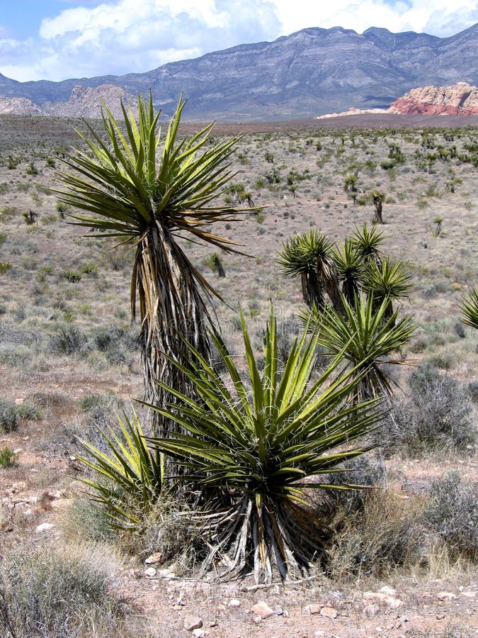Yucca Plants Im Schloss Montezuma Stockfoto Bild von wüste, südwesten