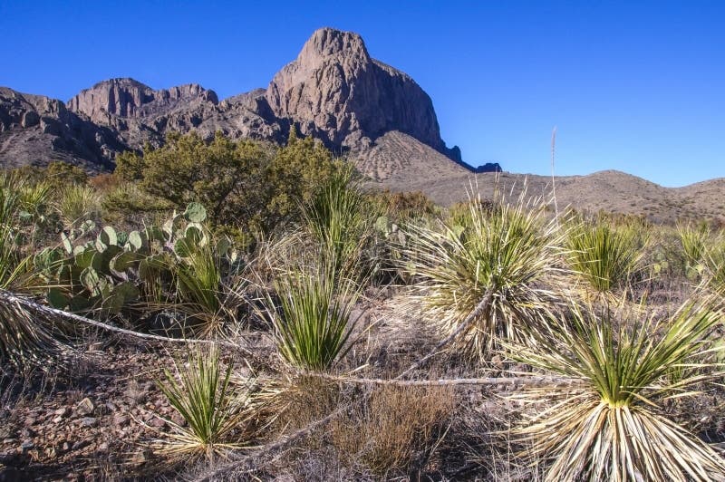 Yucca and cacti against the backdrop of the mountain landscape in Big Bend National Park in Texas.