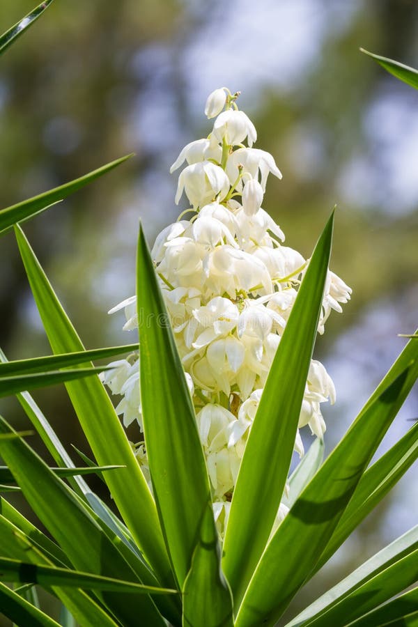 Yucca Gigantea - Flor De Itabo Stock Photo - Image of plant, costa