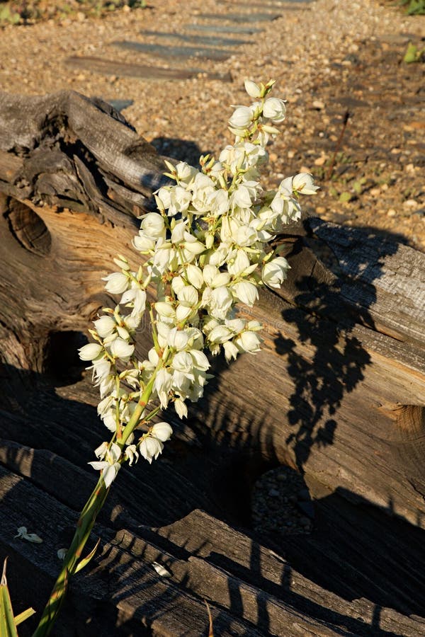 Yucca glauca