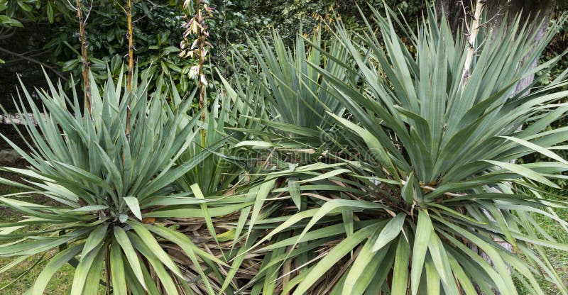 Yucca Gloriosa Tristis Carriere Yucca Recurvifolia, Curve-leaf Yucca or ...