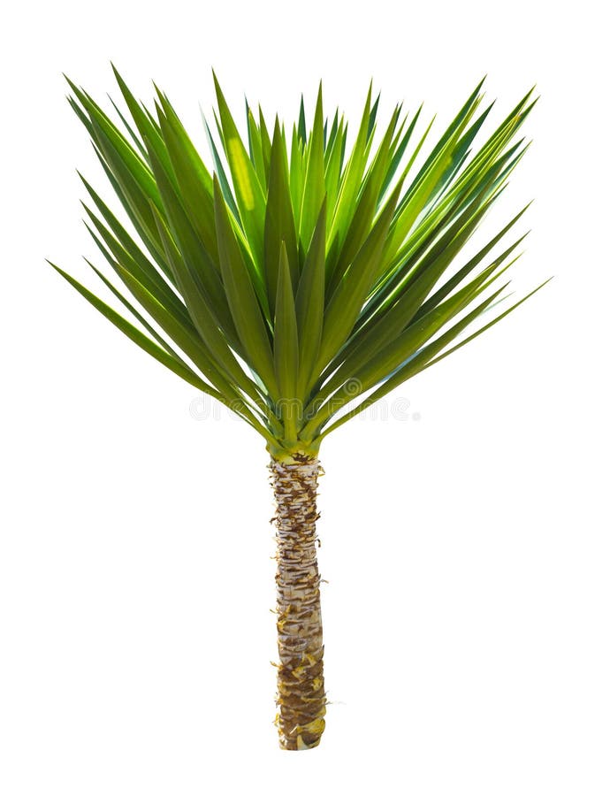9,809 White Flowers Palm Tree Stock Photos Free & RoyaltyFree Stock