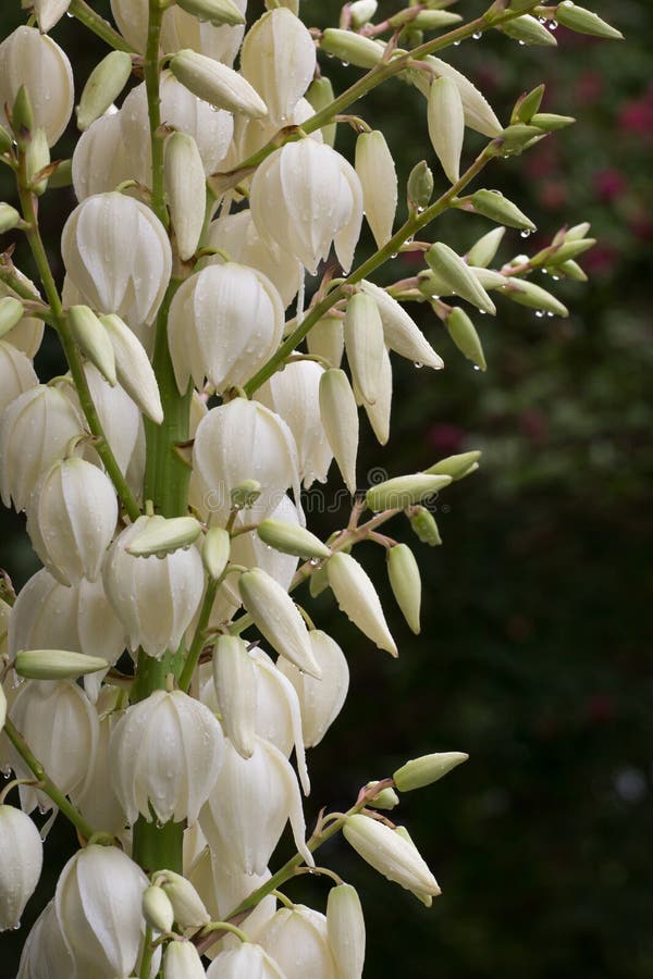 Yucca Plant in Bloom stock image. Image of landscape 59270495