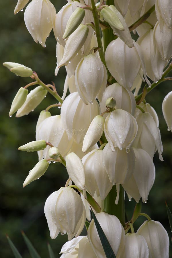 Yucca Plant in Bloom stock photo. Image of nature, drops 59270606