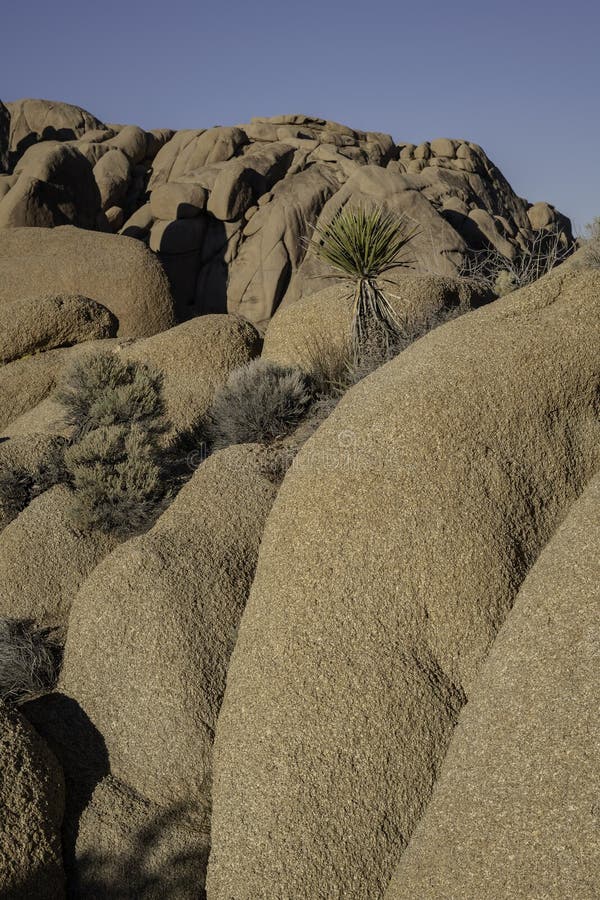 Yucca Plant and Rock Formations Stock Image - Image of panorama, mojave ...
