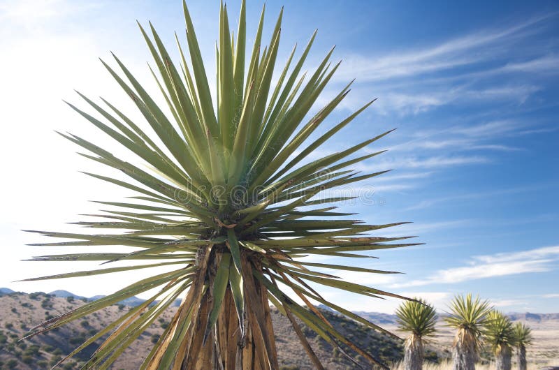 A Yucca plant in the Texas hill country