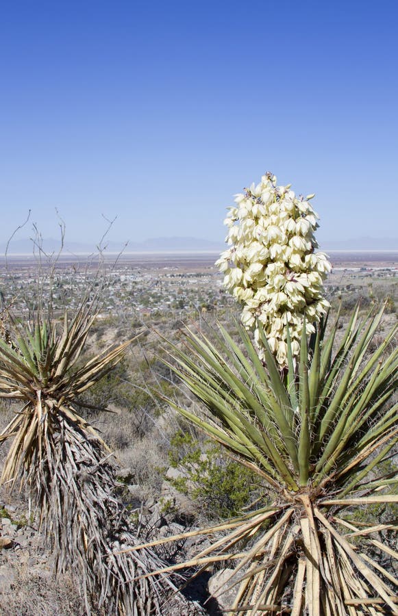 Yucca Plant with White Flowers Stock Image Image of state, hill 24096331
