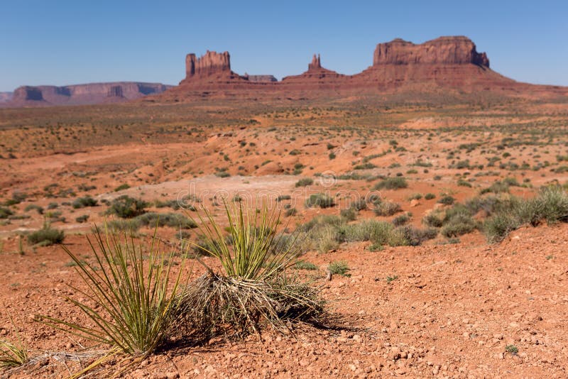 Yucca Plants in the Desert with the Monument Valley in the Background