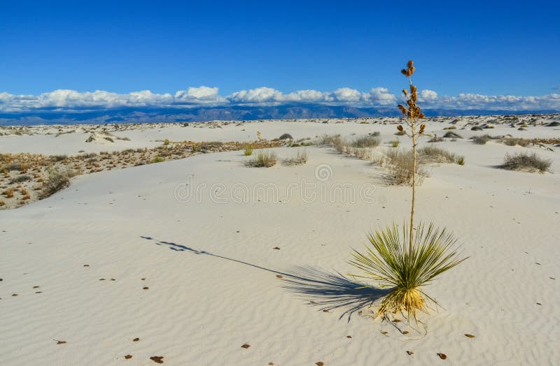 Yucca plants growing in White Sands National Monument, New Mexico, USA