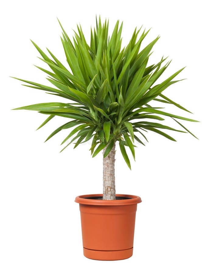 Yucca una Pianta in un Vaso isolato su uno sfondo bianco.