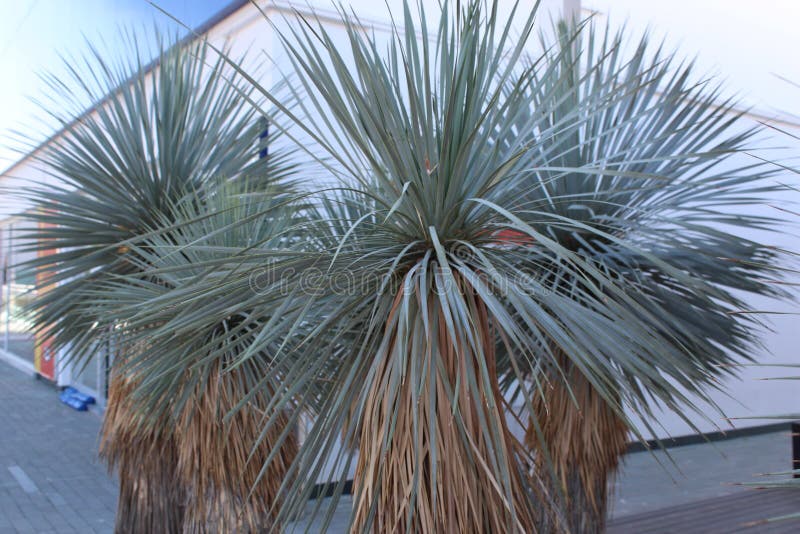 These fine trees are beatufull to see tropical taste you can visit them in Bodrum Turkey near the Avenue Bodrum. These fine trees are beatufull to see tropical taste you can visit them in Bodrum Turkey near the Avenue Bodrum