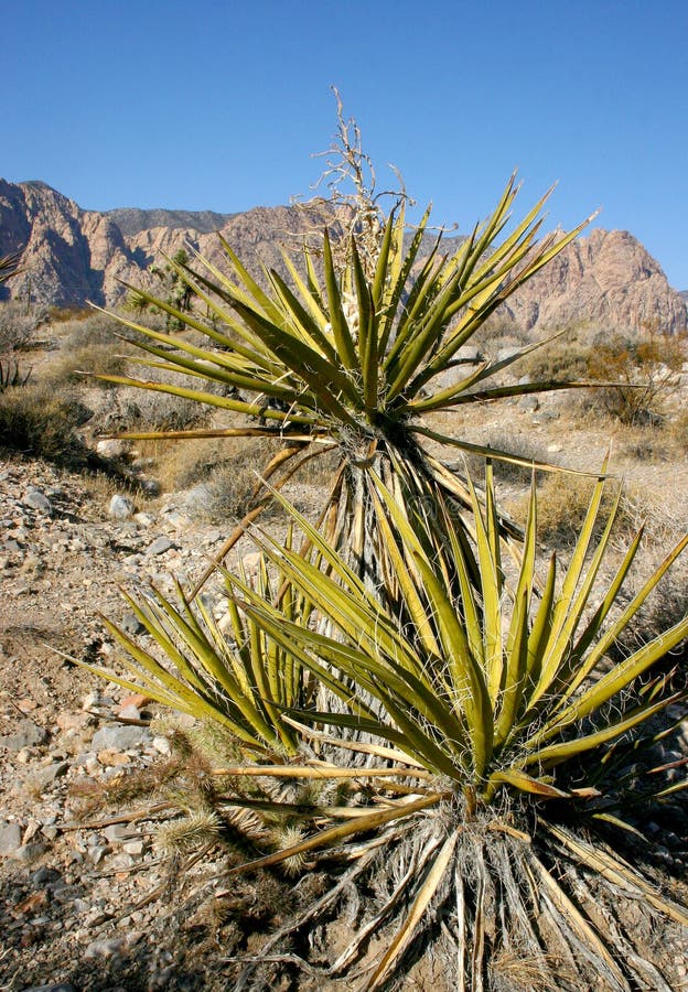 Yucca Tree in the Mountains, Joshua Tree National Park