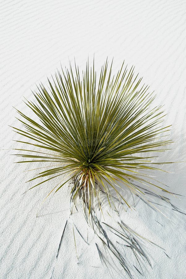 Yucca and White Sands