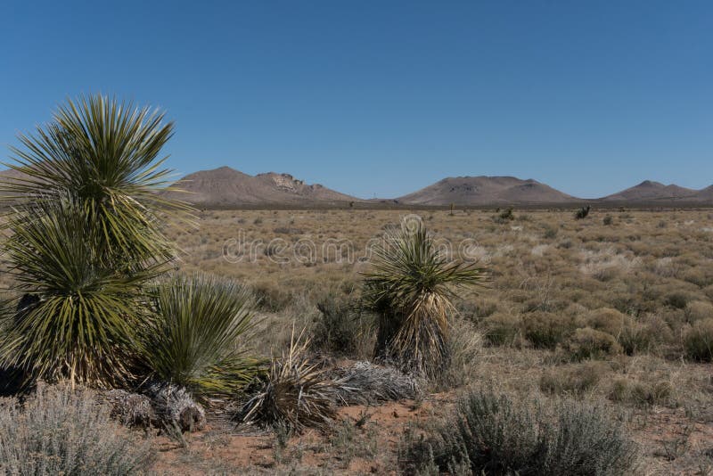 Yuccas le long de chaîne de montagne latérale de grand-mère, Nouveau Mexique images libres de droits Yuccas le long de chaîne de montagne latérale de grand-mère, Nouveau Mexique images libres de droits