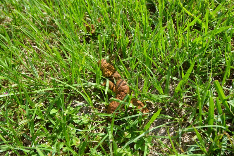 Cute Dog Poop Grass Stock Images Download 75 Royalty Free Photos