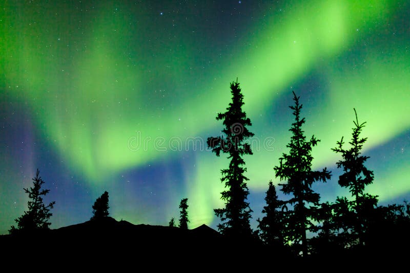 Yukon taiga spruce Northern Lights Aurora borealis